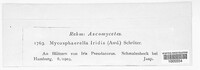 Mycosphaerella iridis image